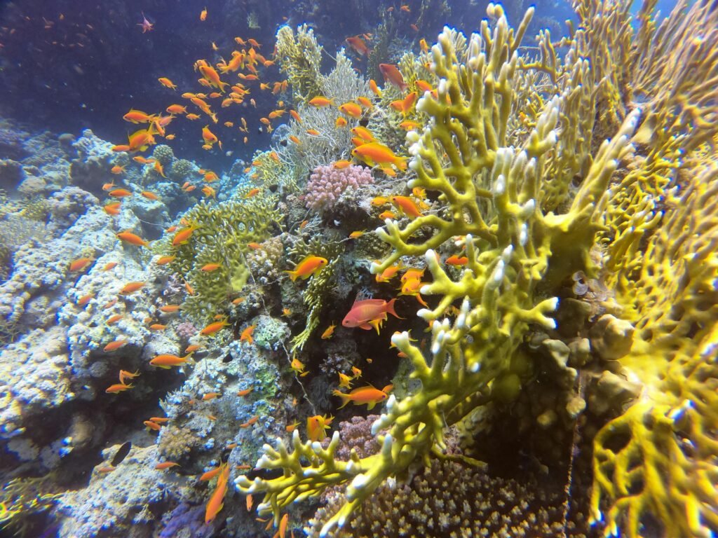 Colorful coral reef scene teeming with vibrant anthias fish in clear ocean waters.